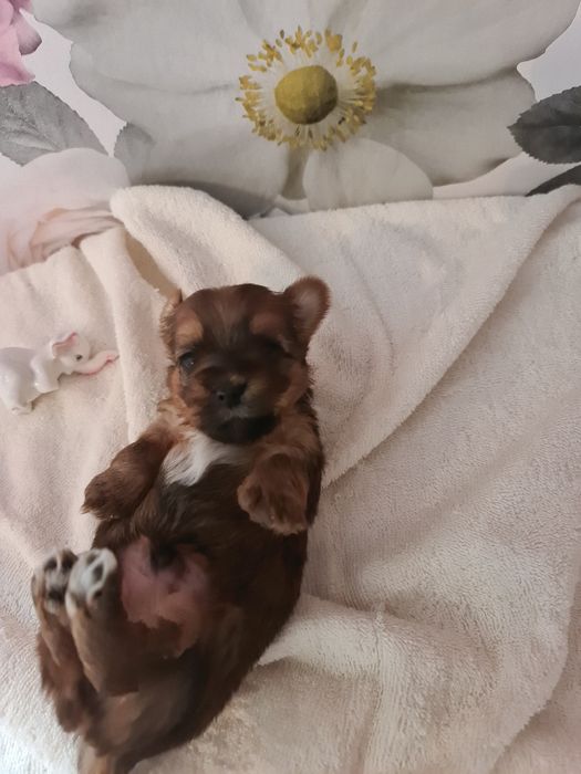 Szczenie York Terrier
