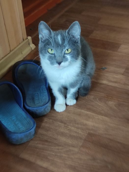 Кошеня шукає родину