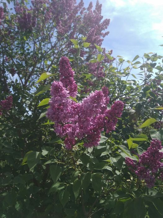 Саженцы, декоративные кусты