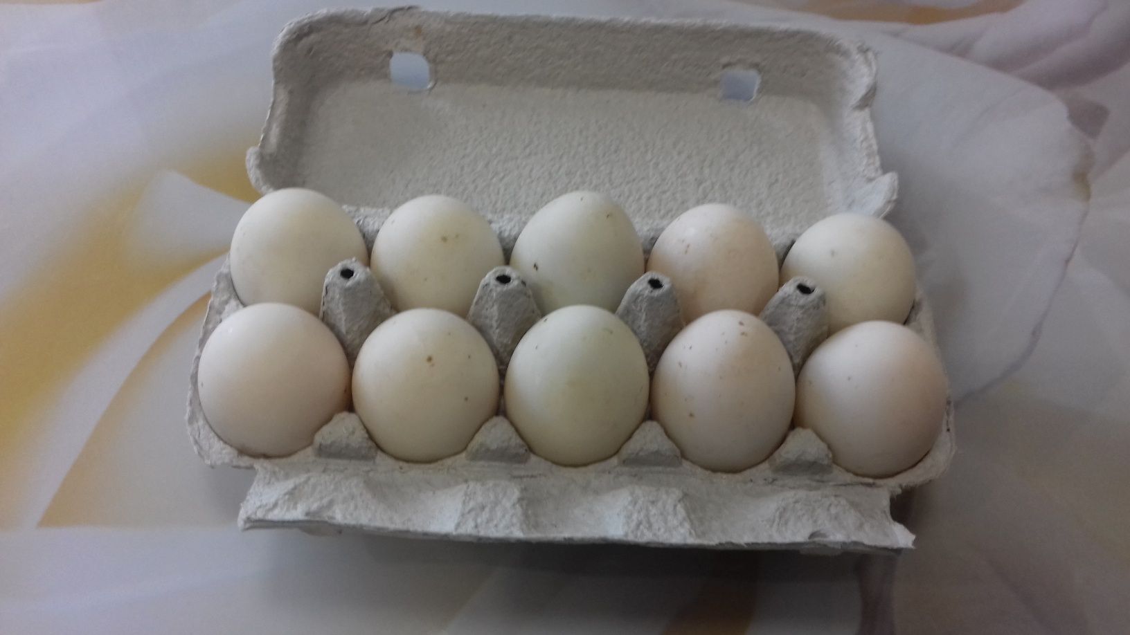 Яйця качині в інкубатор або під квочку