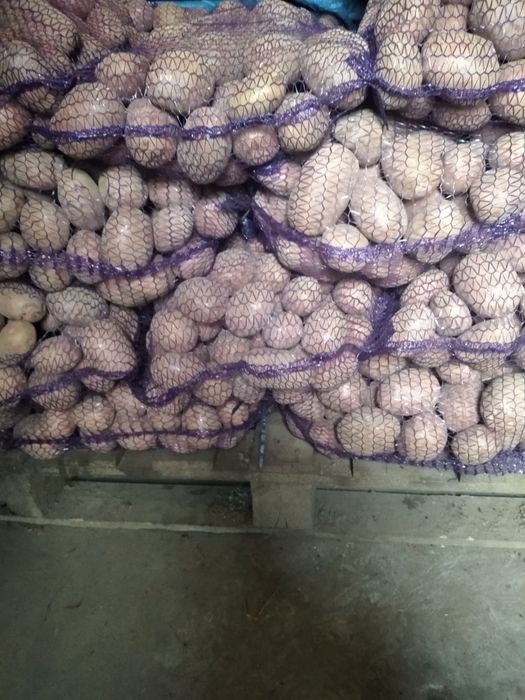 Ziemniaki jadalne Vineta, Bellarosa, Jurek