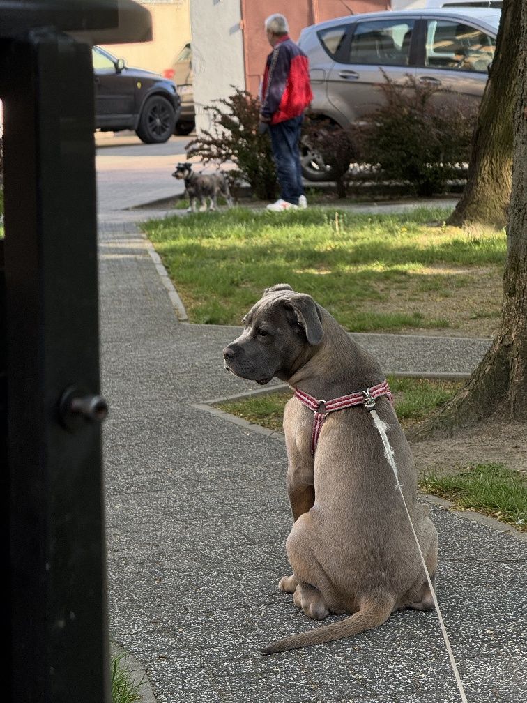 Oddam Psa Cane Corso - Bagira