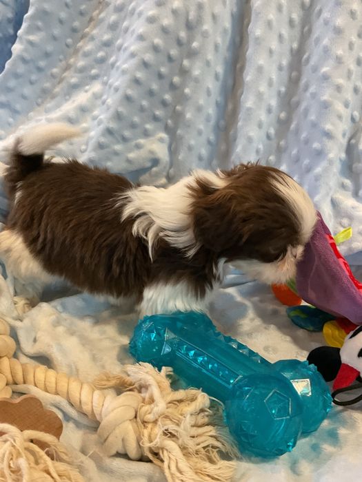 Shih - tzu Salonowe Pieski Czekoladowe