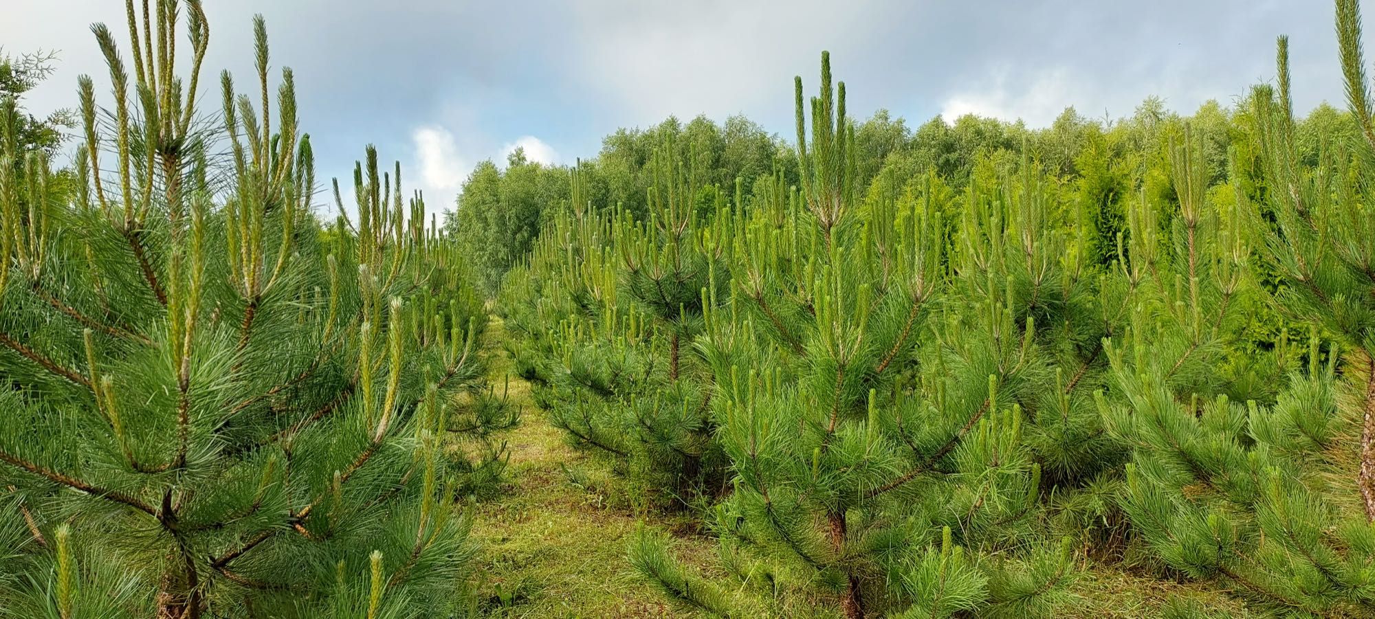 czarna sosna pinus nigra sosna 200cm super jakość producent ok