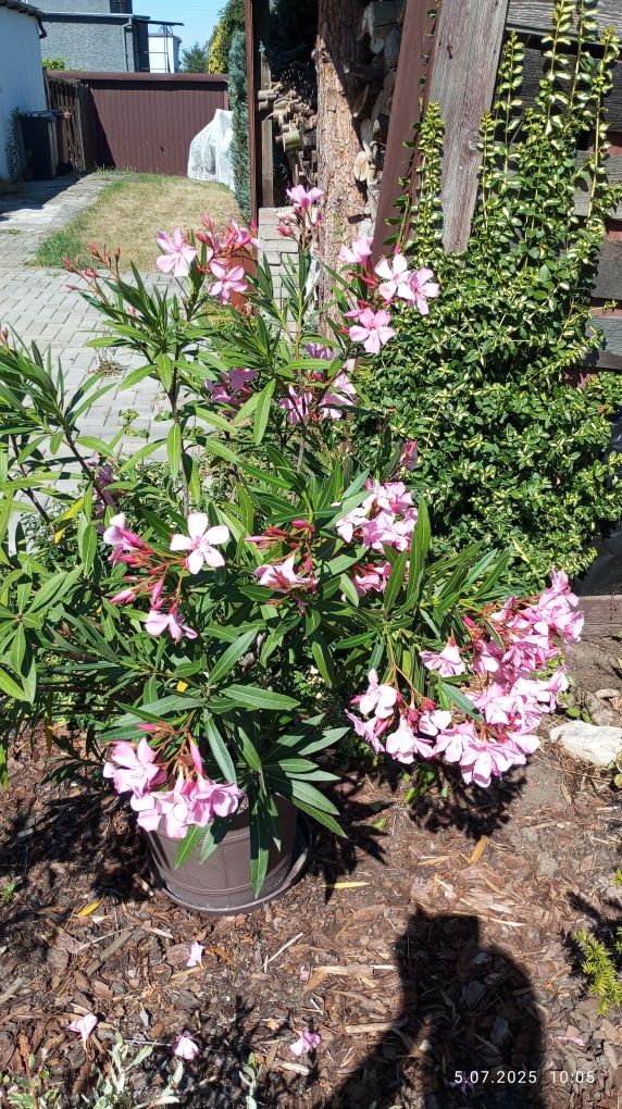 Oleander duży kwitnący