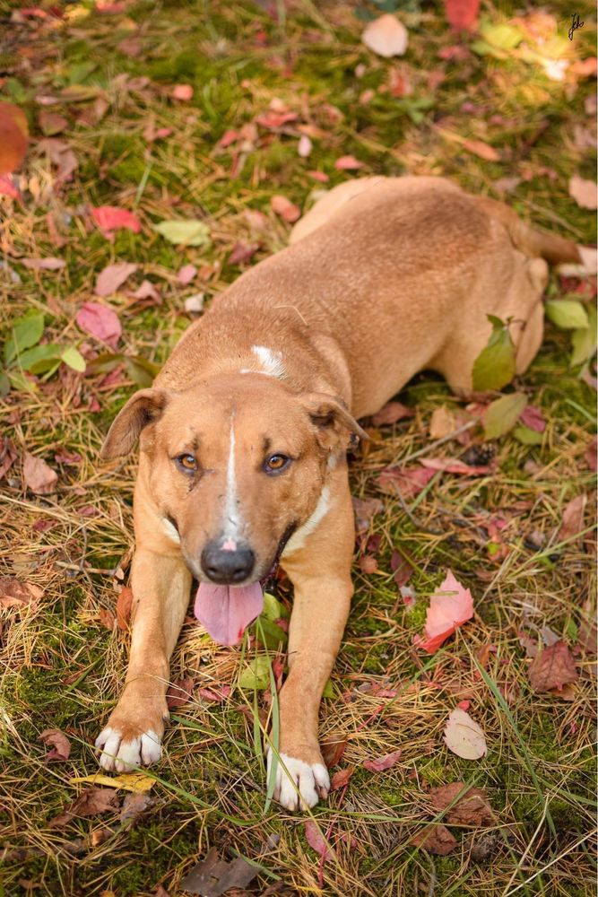 Tristan - pies w typie bullteriera do świadomej adopcji