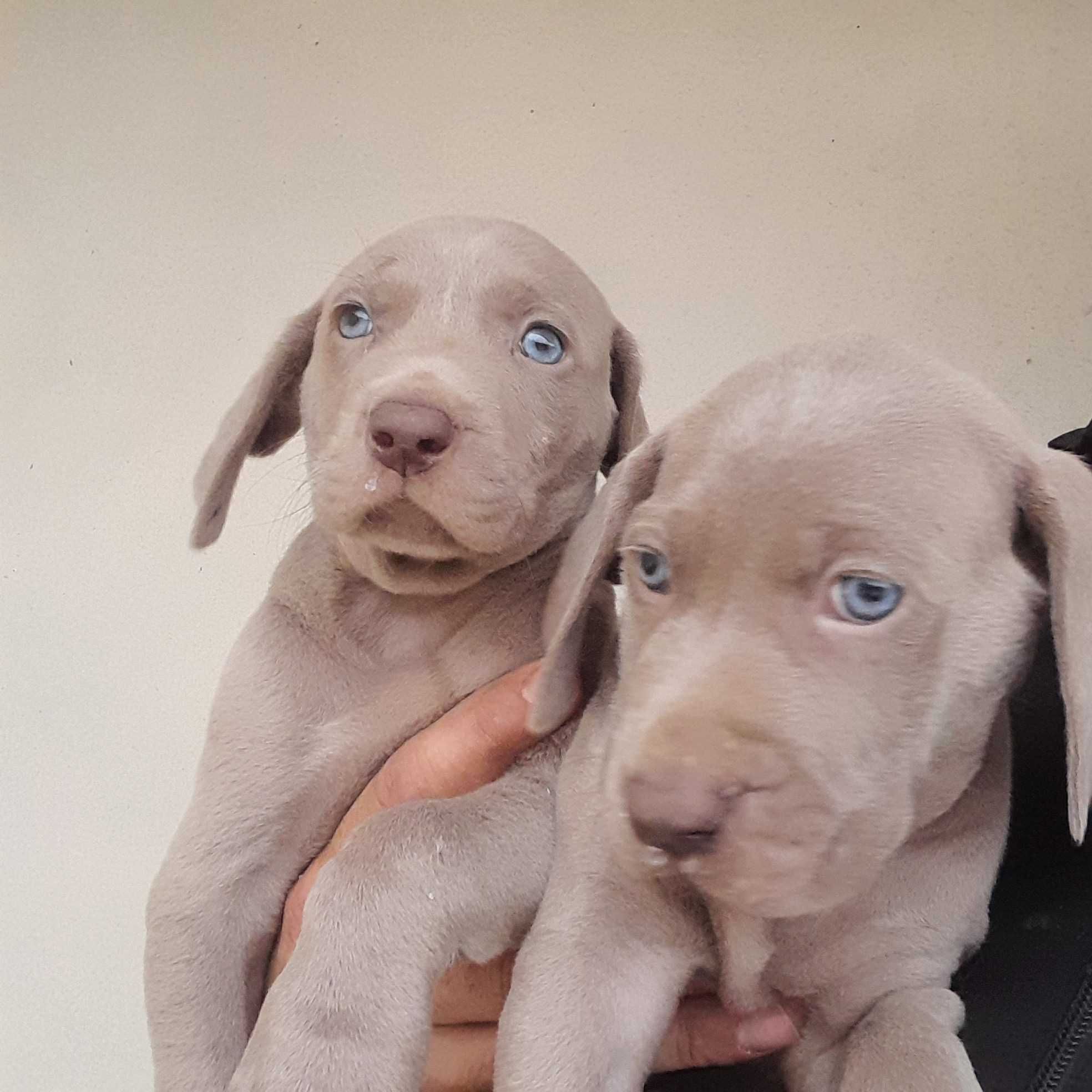 Weimaraner com lop