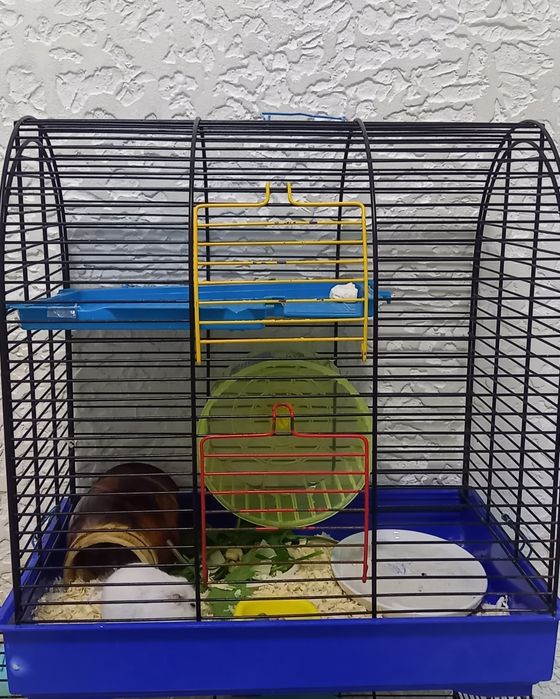 Джингарский хомячок,белоснежного окраса  10 месяцев