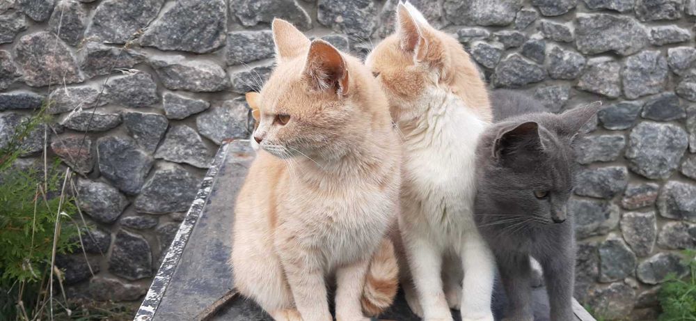 Віддаєм кошенята в добрі руки