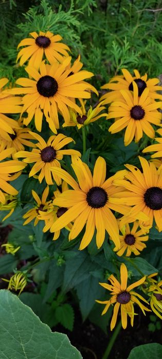 Rudbekia bylina wieloletnia ozdobna w doniczce, sadzonki