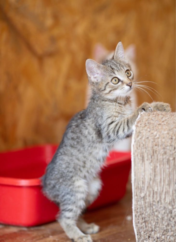 Котенок Малибу, 9 мес, девочка кошечка! Рыжая кошка