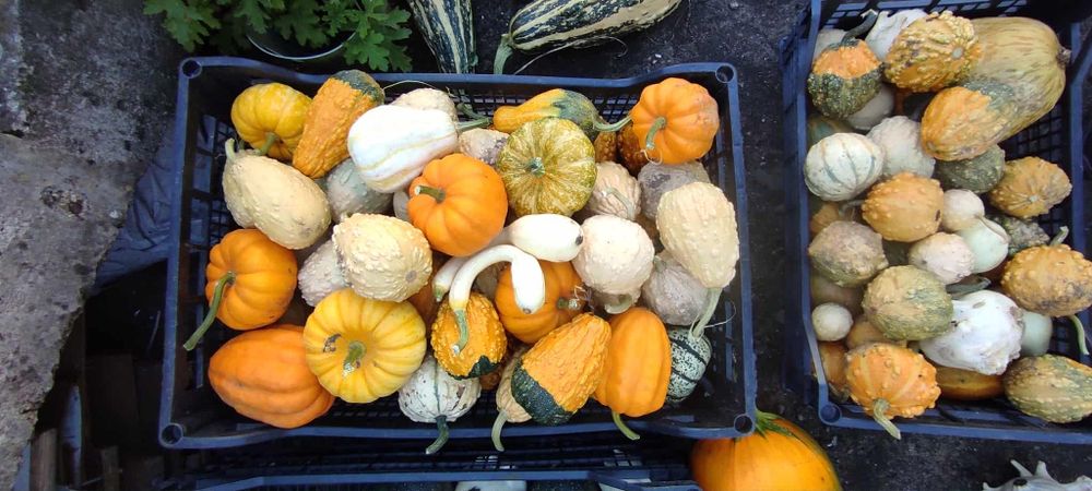Dynia, dynie, dynię ozdobne