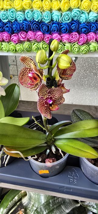 Орхидея продам от 250 гривен