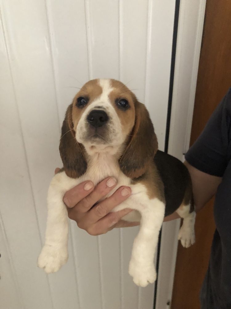 Beagle. Pronto para entrega. Vacinado e desparasitado. Pais a vista.
