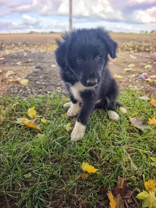 Border collie cudowny piesek przebadani rodzice do odbioru