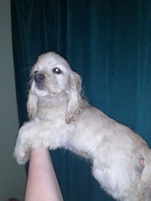 Американский кокер спаніель.