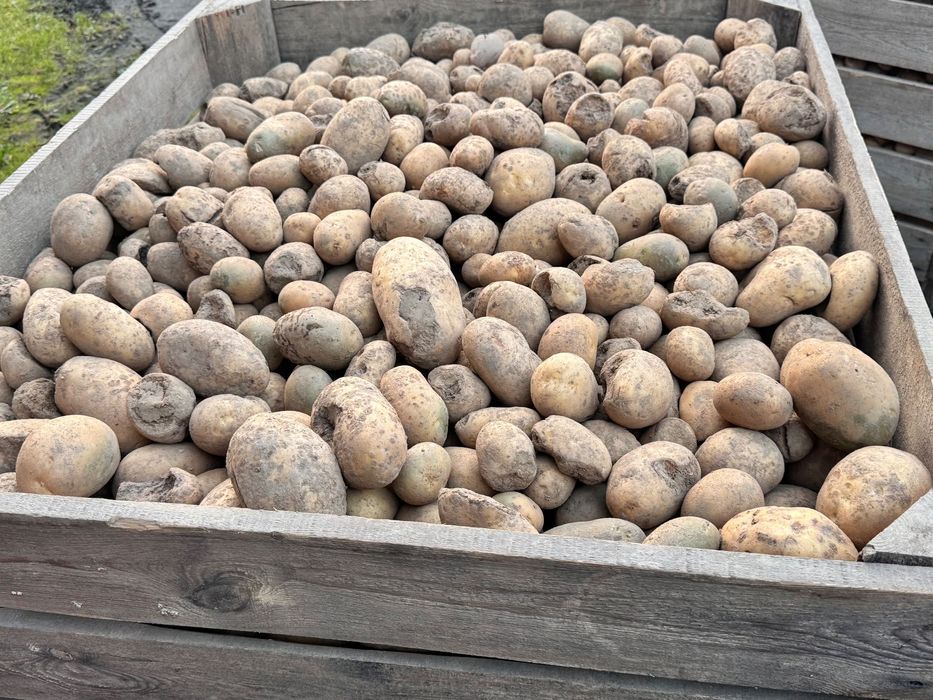 Ziemniaki drobne i odpadowe