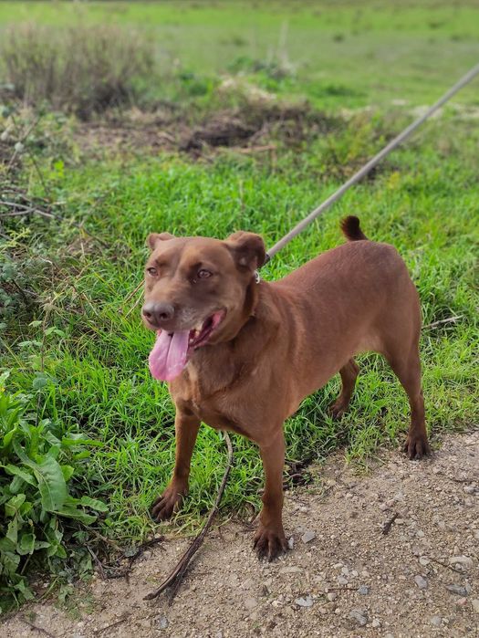Bomboca - porte média grande para adoção