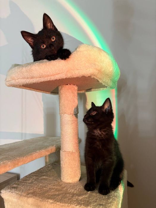 Віддам кошенят безкоштовно