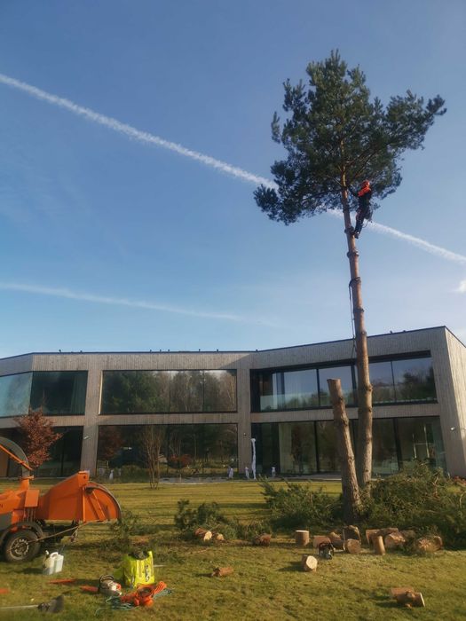Wycinka i przycinka drzew, krzewów + rozdrabnianie gałęzi