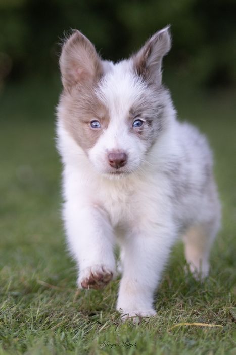 Chłopiec  red-merle 2/badania genetyczne/RTG/wyprawka