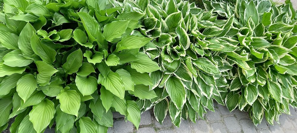 Хоста гейхера бересклет гортензії очиток астильба брунера лапчатка