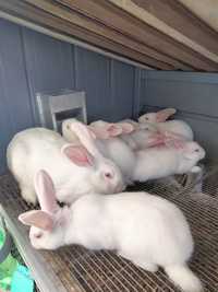 Продаються  кролі