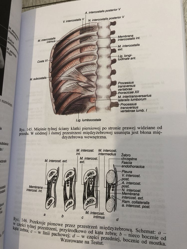 Anatomia Człowieka Repetytorium Bochenek