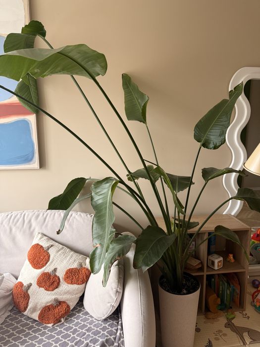 Wysoka strelicja z donica