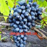 Виноград. Саджанці винограду