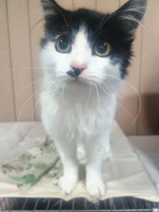 Маленька дівчинка кошеня стерилізована