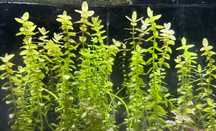 Rośliny akwariowe Bacopa Caroliniana