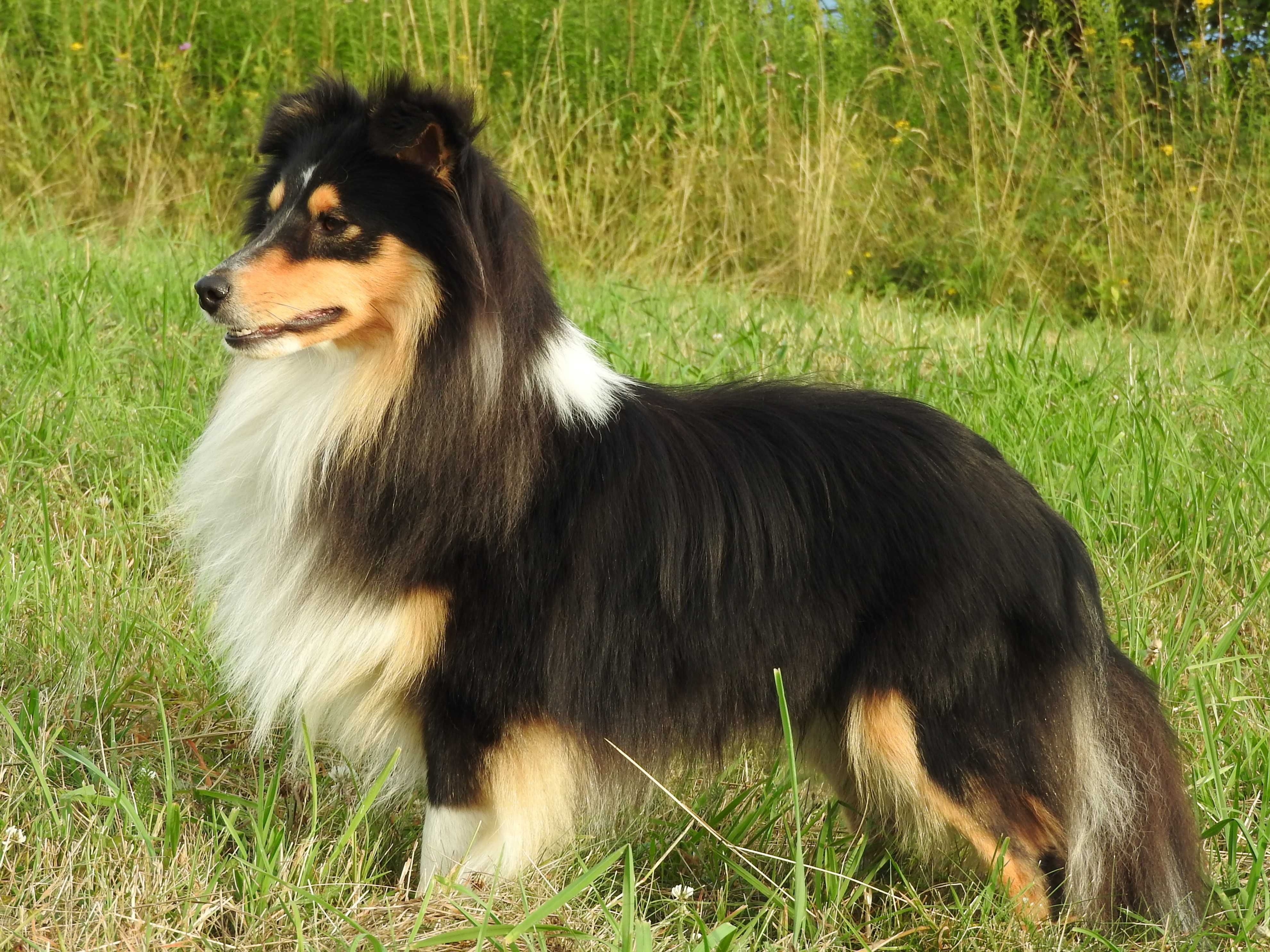 owczarek szetlandzki, sheltie, shetland sheepdog, piesek, ZKwP, FCI