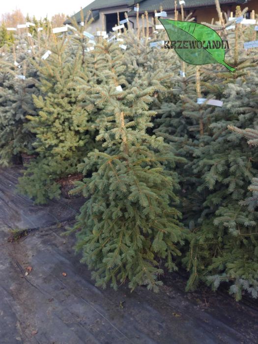 Świerk srebrny rosnący w donicy lub kopany do donicy – 20–150 cm