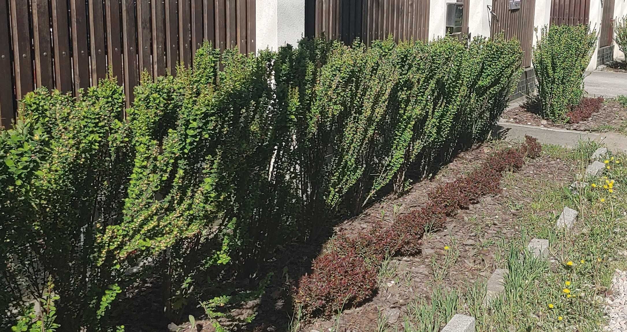 Berberysy odmiana kolumnowa w doniczkach o wys. około 50 cm