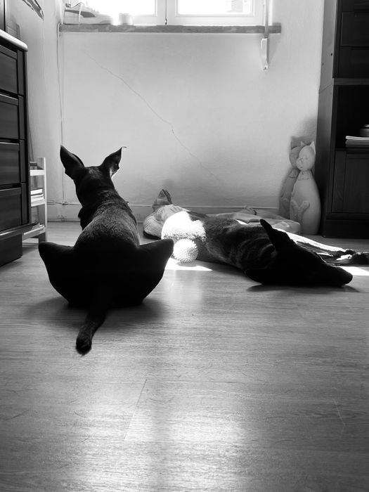 Dog sitting/ day care/ layover