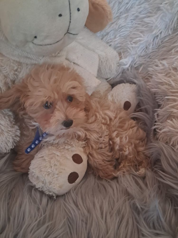Maltipoo piesek mama maltańczyk tata pudel toy red