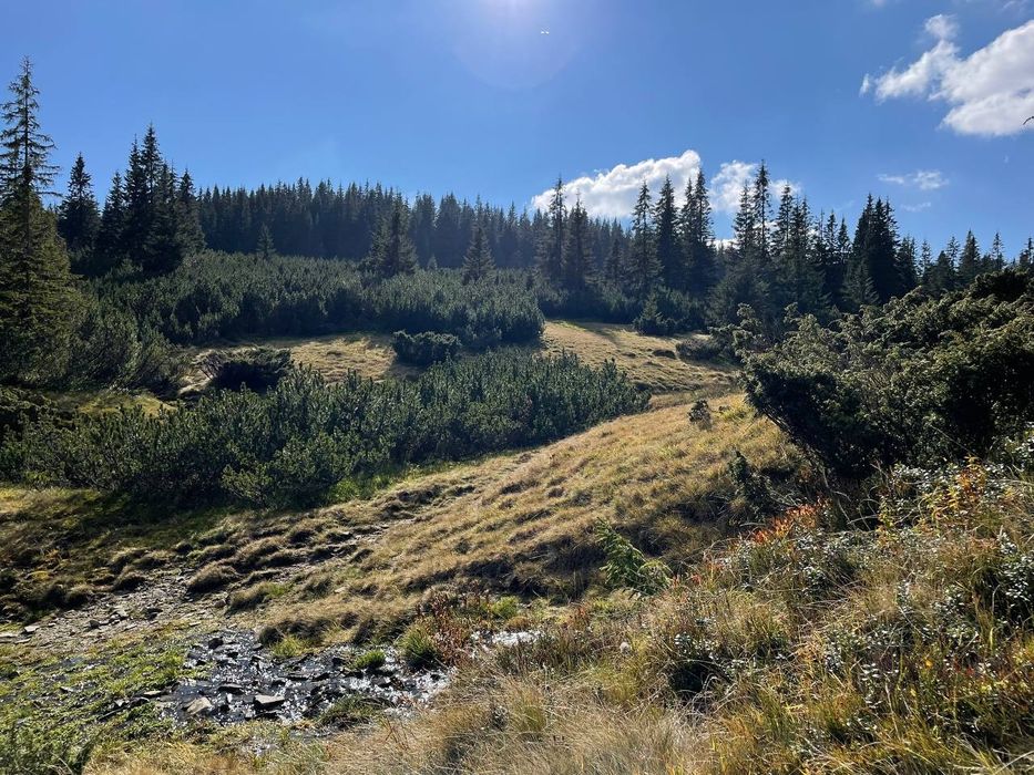 Палка для трекінгу