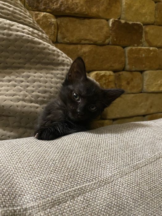 Котенята в хороші руки