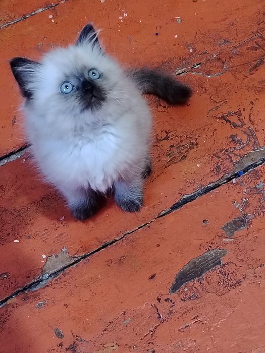Гималайская кошечка