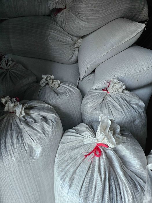 Owies ładny sprzedam