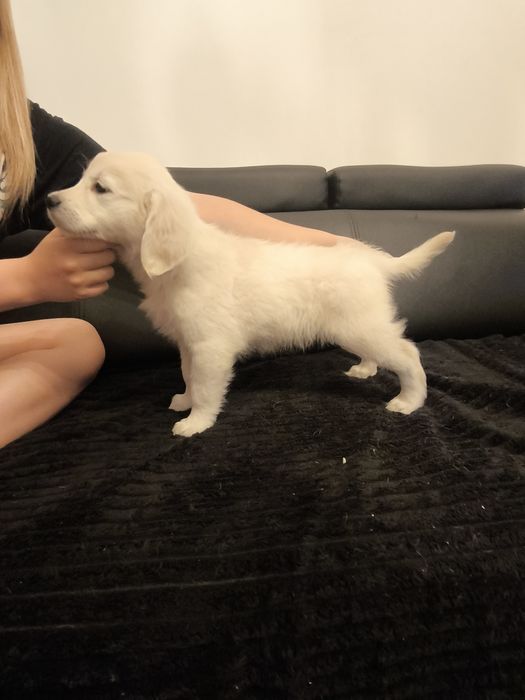 Golden retriever szczenięta FCI ZKwP suczki