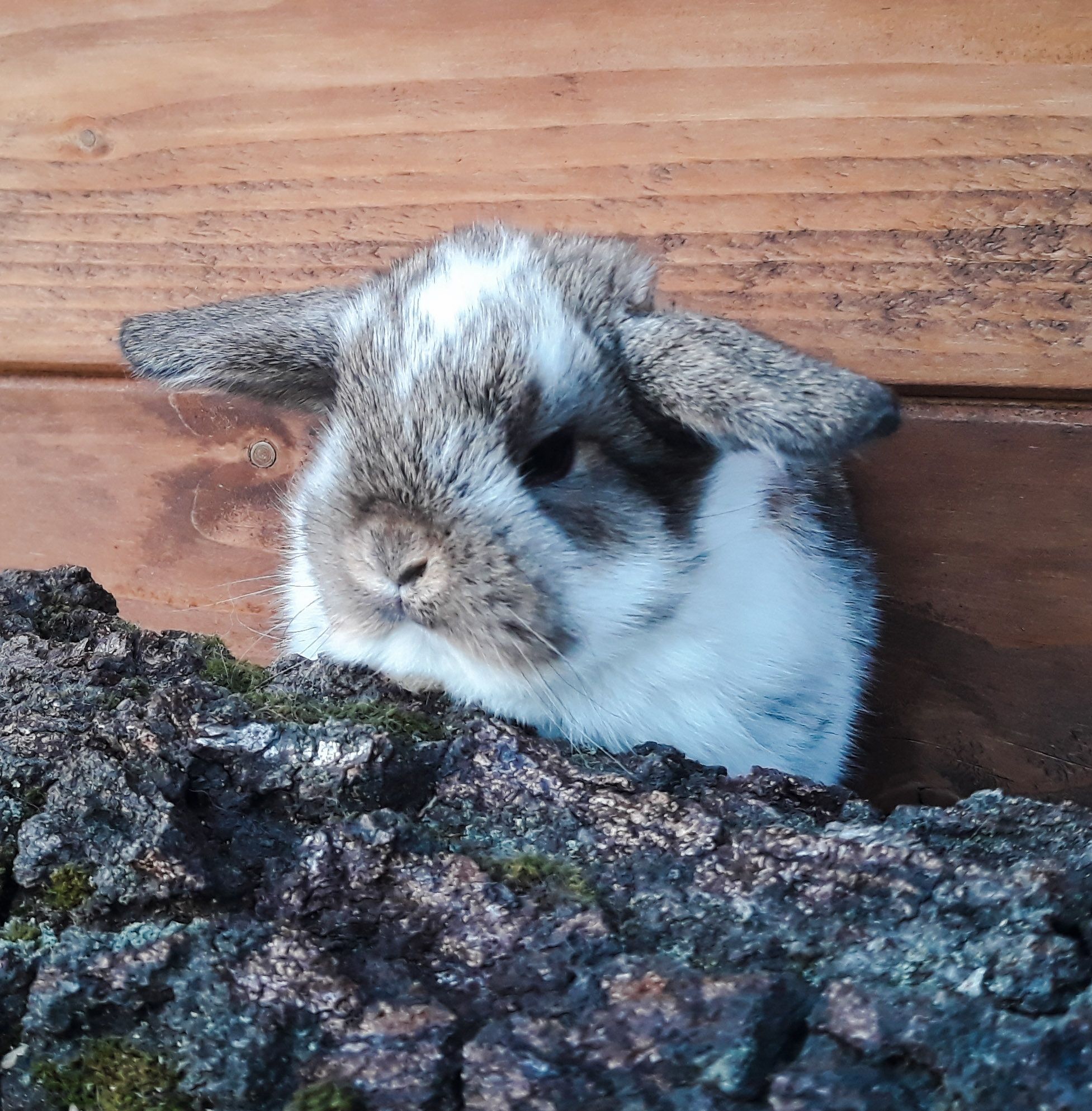 Królik karzełek baranek srokacz mini lop