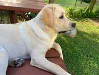 Pies labrador za darmo
