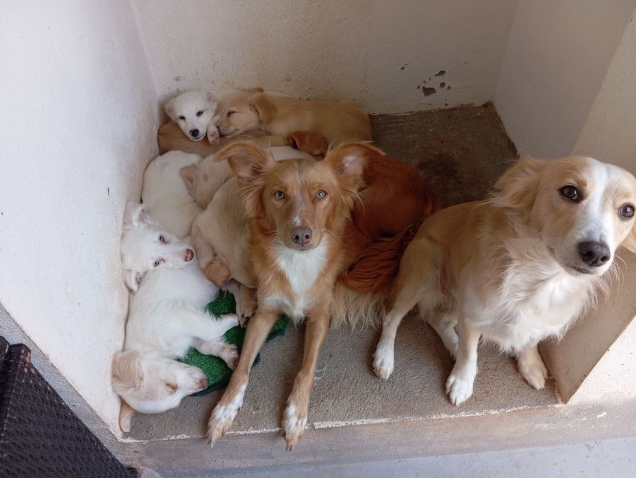 Cães Bebés rafeiro