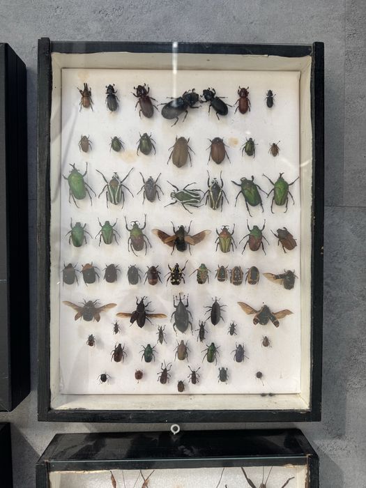 Gablota entomologiczna, owady, owady w ramce, motyle w gablocie