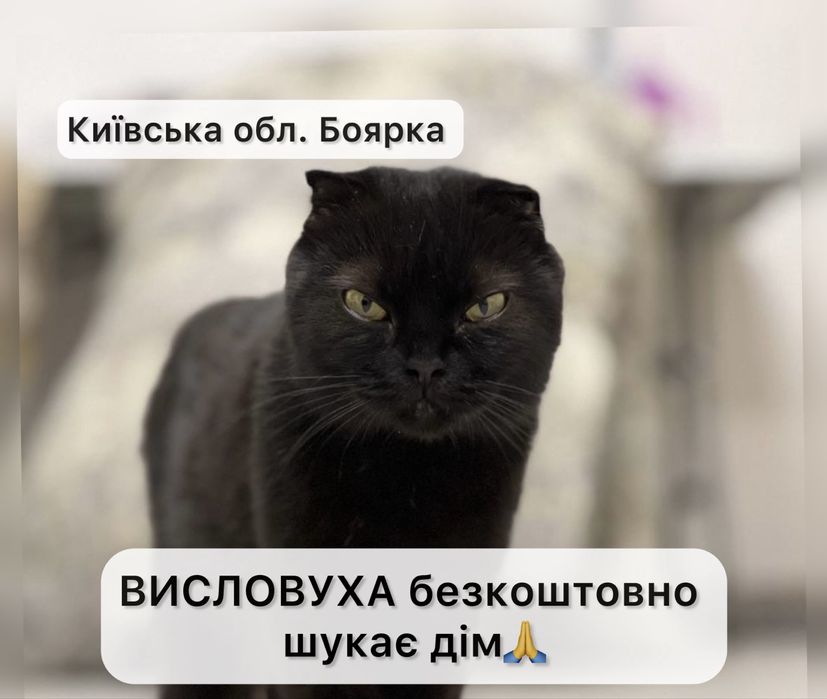 Безкоштовно ВИСЛОВУХА кішка Боярка дуже лагідна шукає люблячу людину