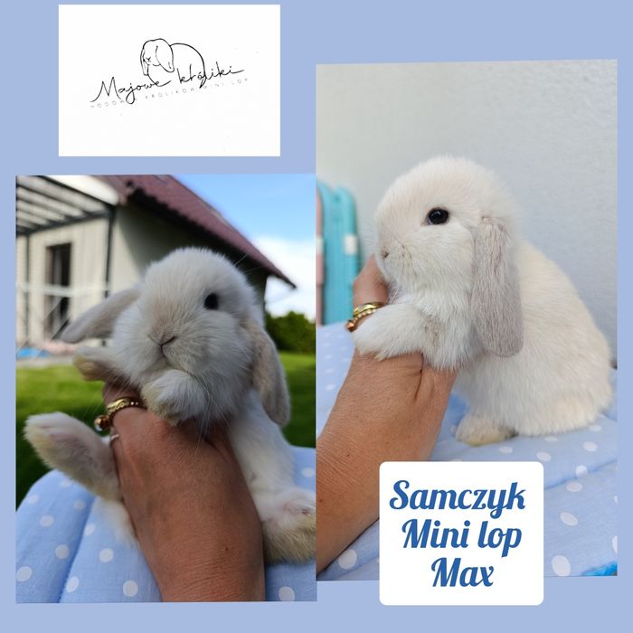 Królik króliczek mini lop hodowla zarejestrowana