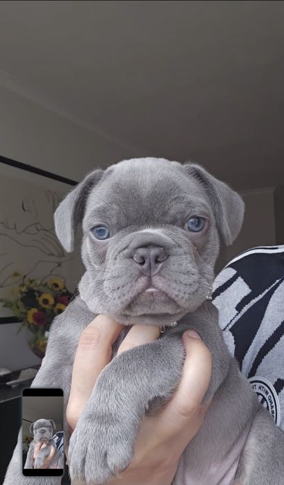 Bulldog Francês Lilac macho