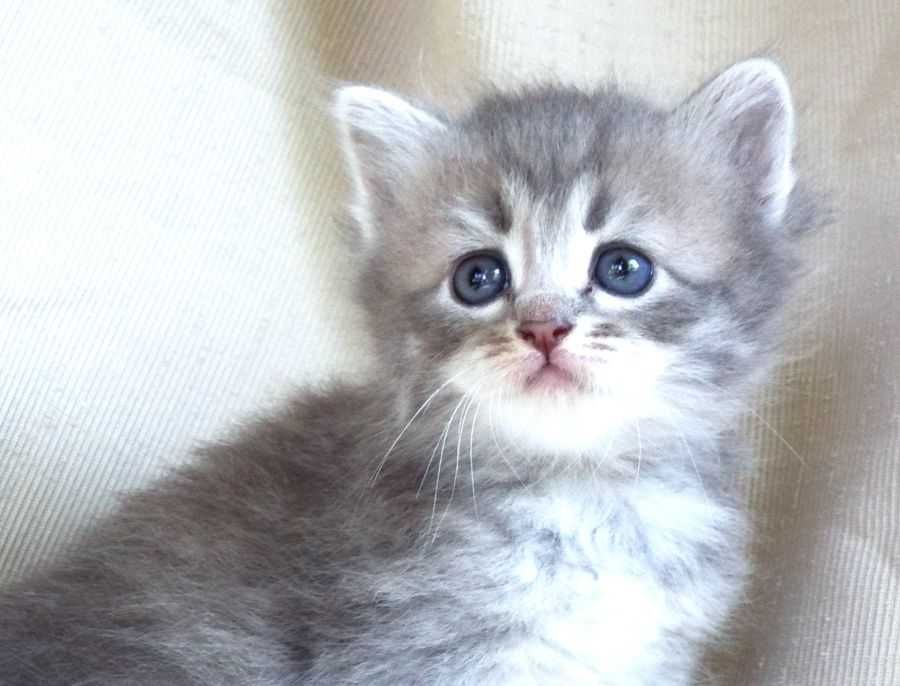 Kot, kotka syberyjska z rodowodem